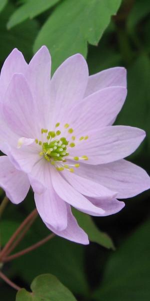 ANEMONELLA thalictroides Pink