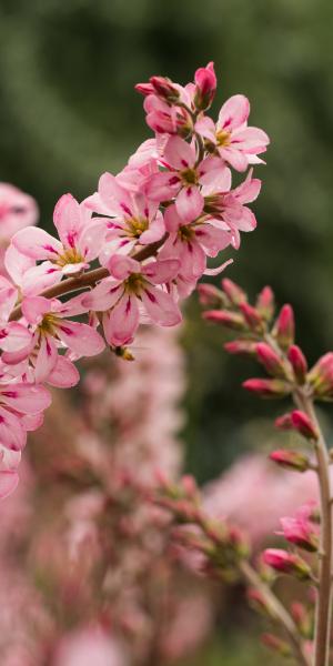 FRANCOA sonchifolia 'Pink Bouquet'