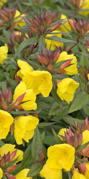 OENOTHERA 'Crown Imperial'