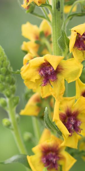 VERBASCUM (Cotswold Group) 'Cotswold Queen'