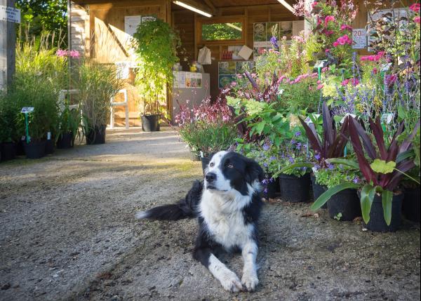 Dogs are welcome at the nursery