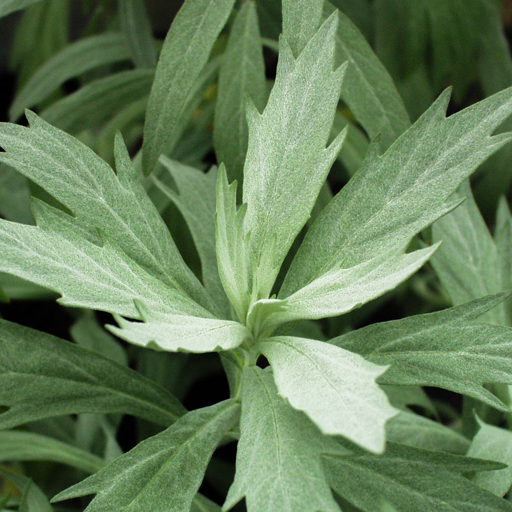 Artemisia ludoviciana 'Valerie Finnis'