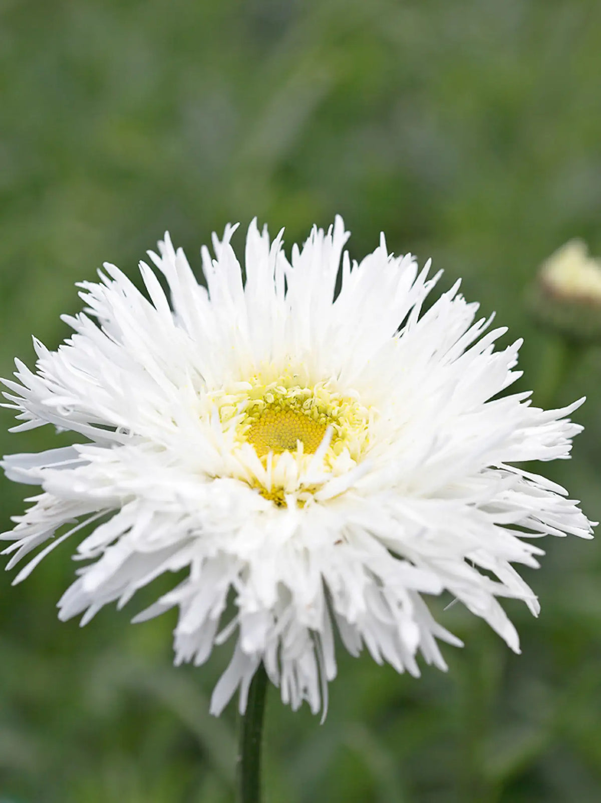 Leucanthemum x superbum 'Aglaia' - Hardy's Cottage Garden Plants