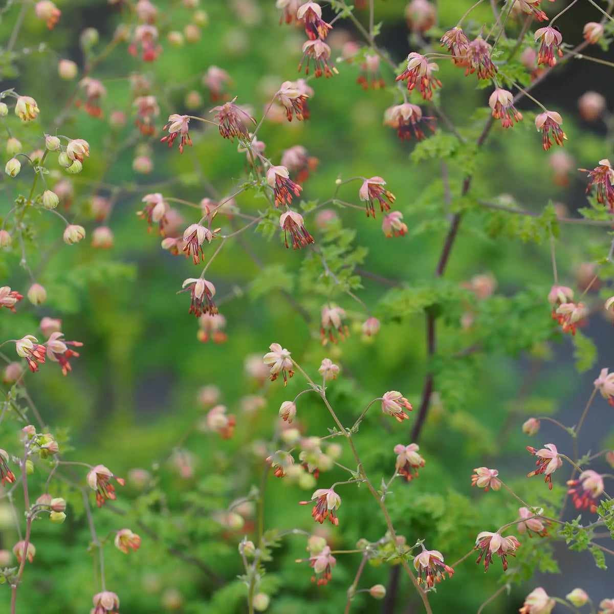Thalictrum minus 'Adiantifolium' - Hardy's Cottage Garden Plants
