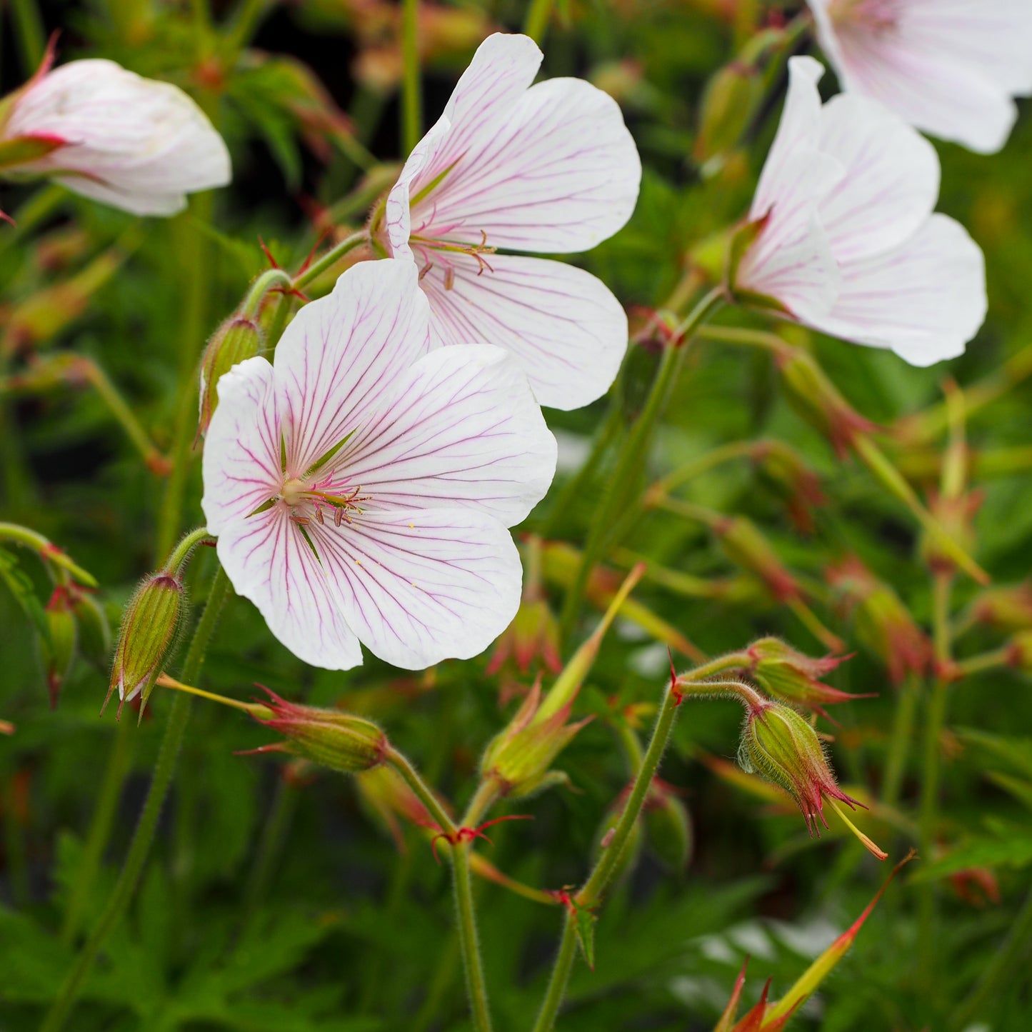 Geranium clarkei 'Kashmir White'