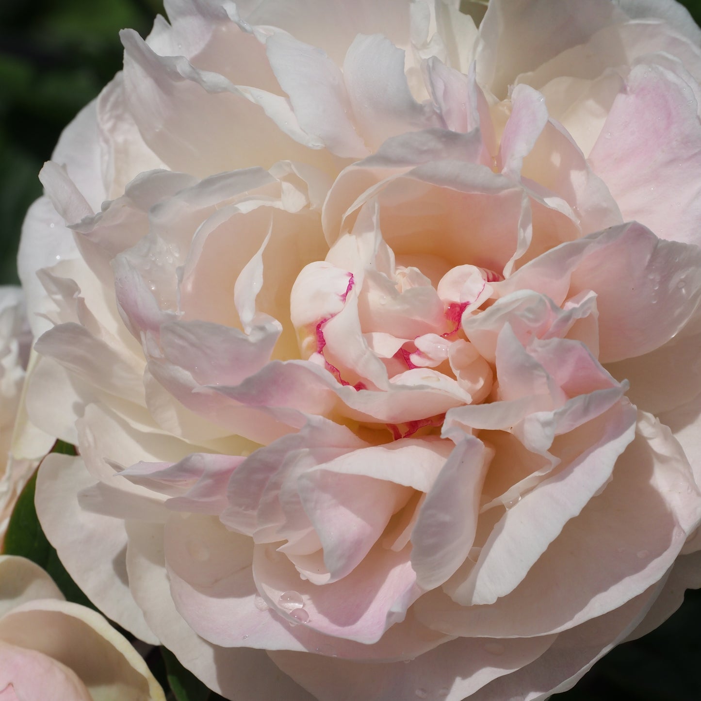 Paeonia lactiflora 'Mothers Choice' - Hardy's Cottage Garden Plants