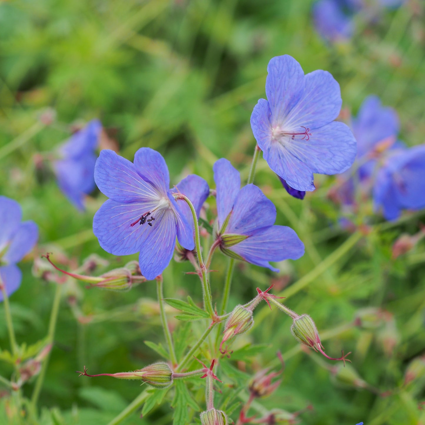 Geranium x johnsonii 'Johnson's Blue'
