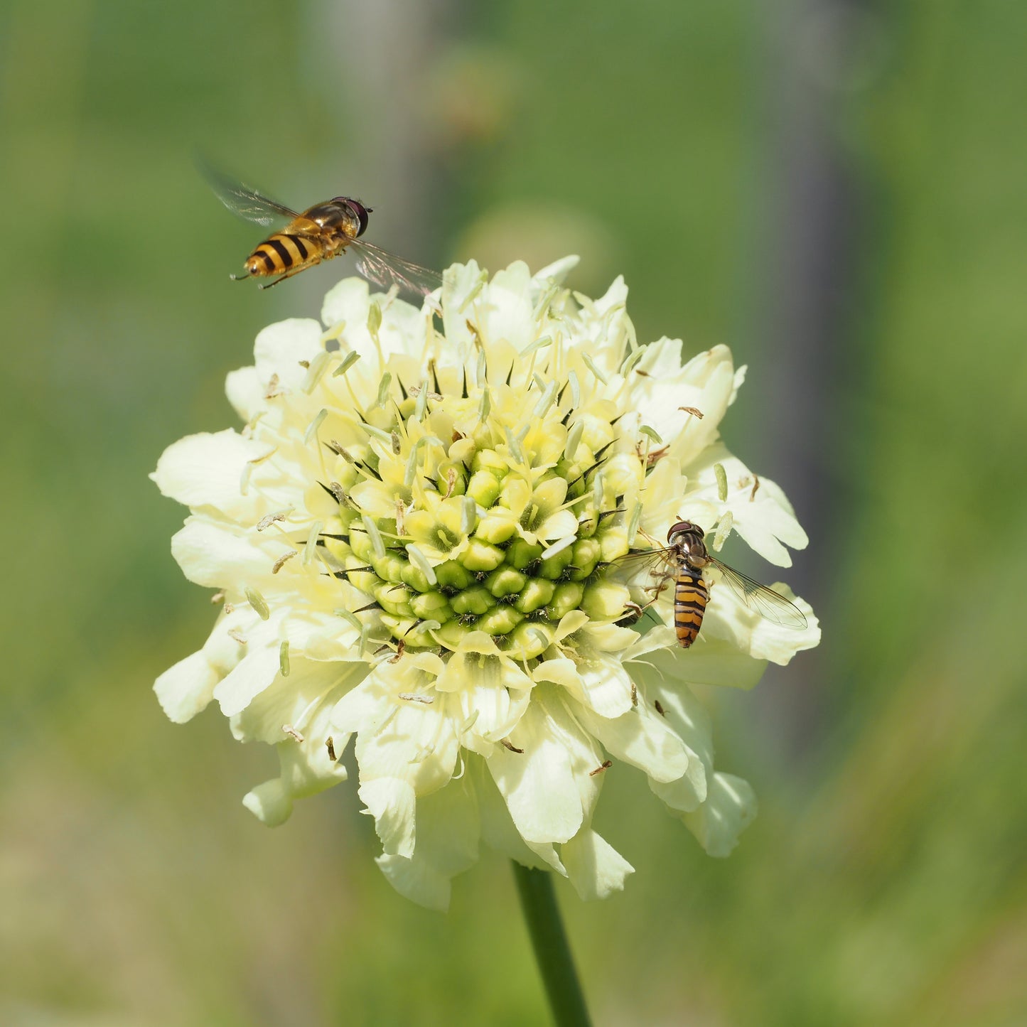 Cephalaria gigantea