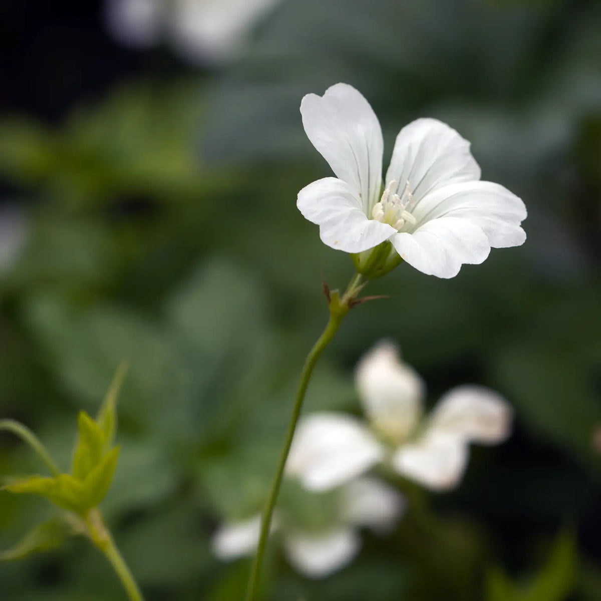 Geranium nodosum 'Silverwood' - Hardy's Cottage Garden Plants