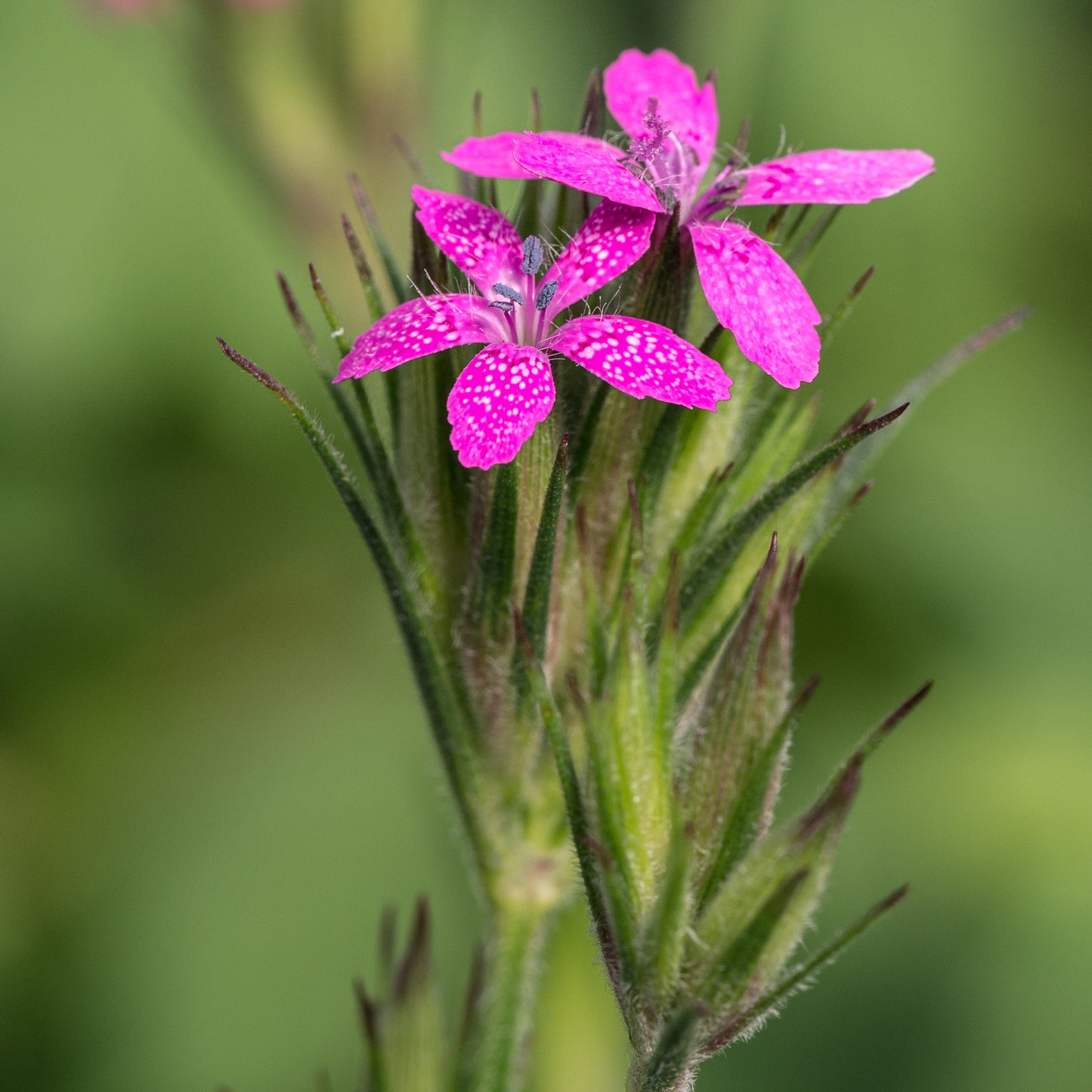 Dianthus armeria