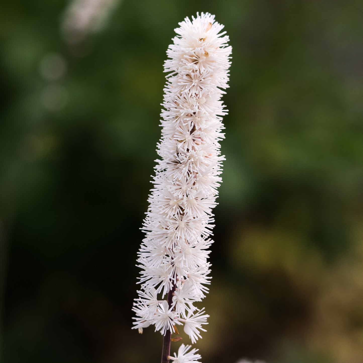 Actaea arizonica