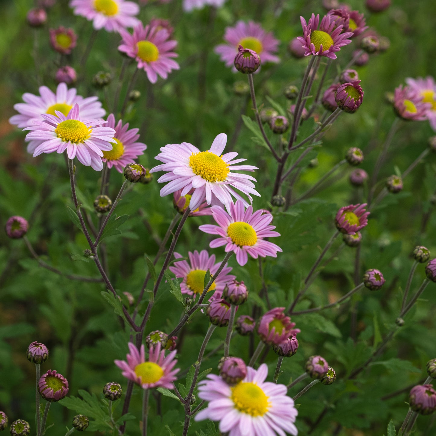 Chrysanthemum 'Innocence'