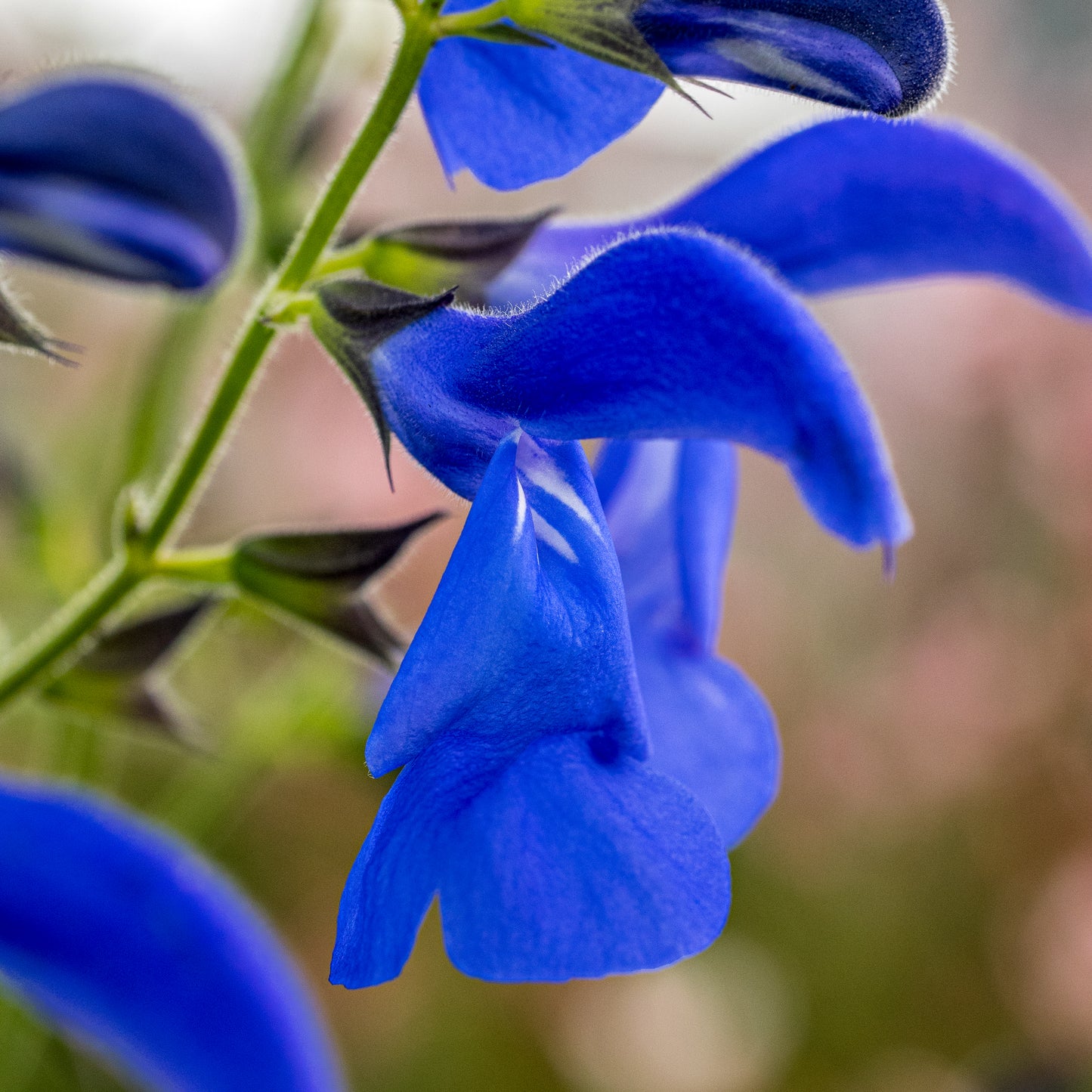 Salvia patens 'Guanajuato' - Hardy's Cottage Garden Plants