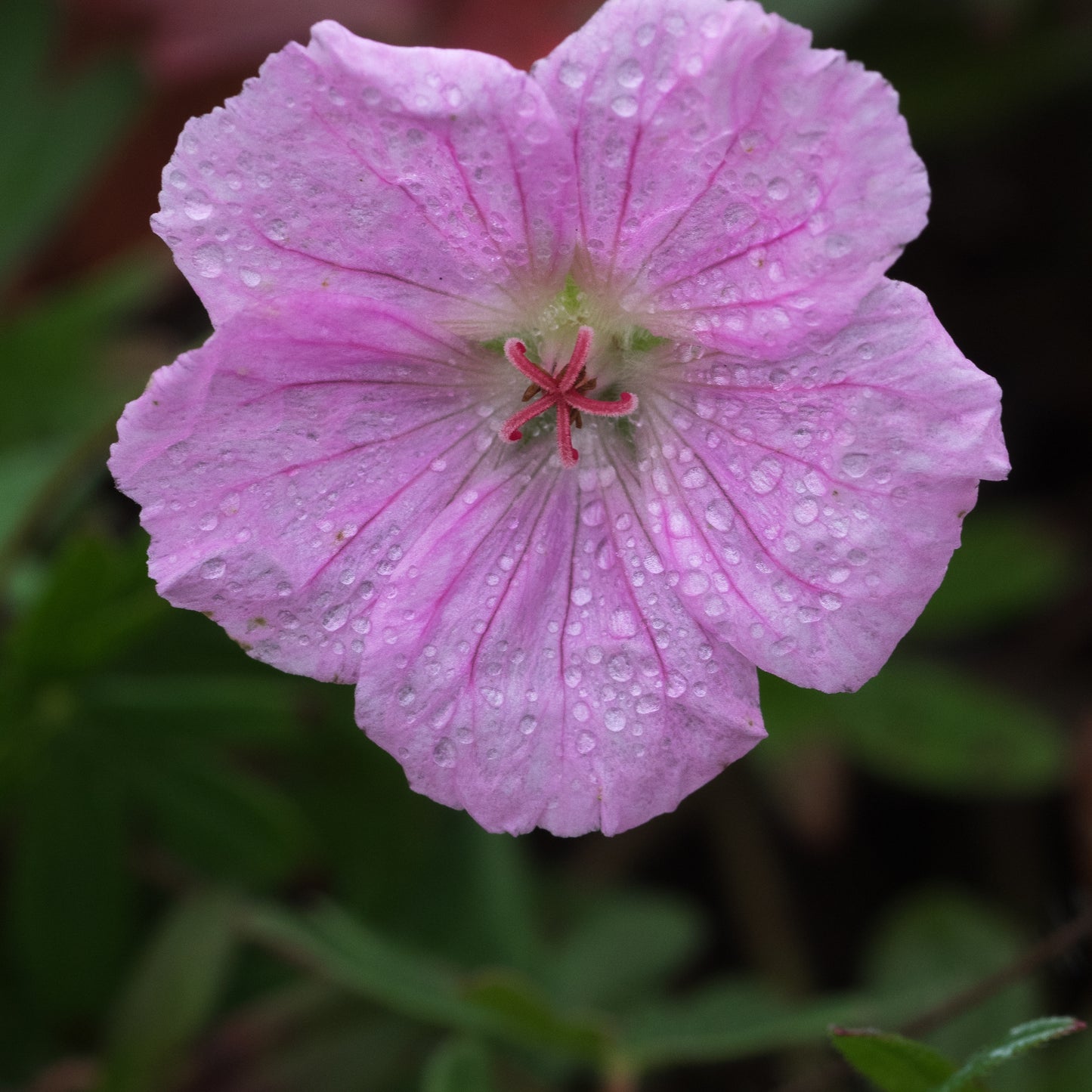 Geranium sanguineum var. striatum - Hardy's Cottage Garden Plants