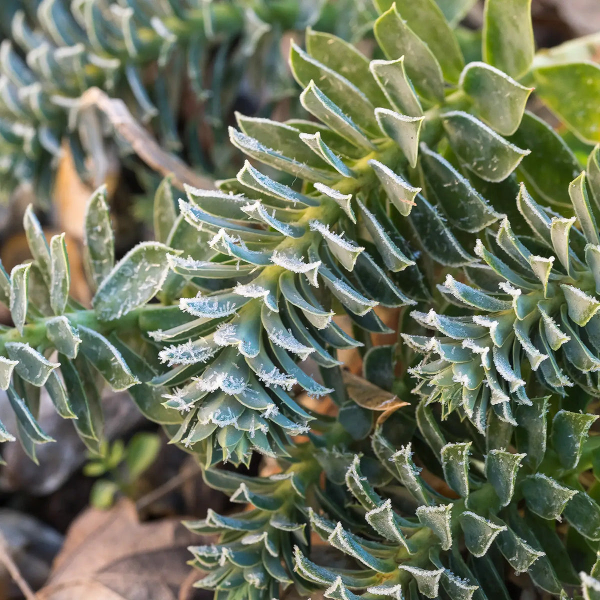 Euphorbia myrsinites - Hardy's Cottage Garden Plants