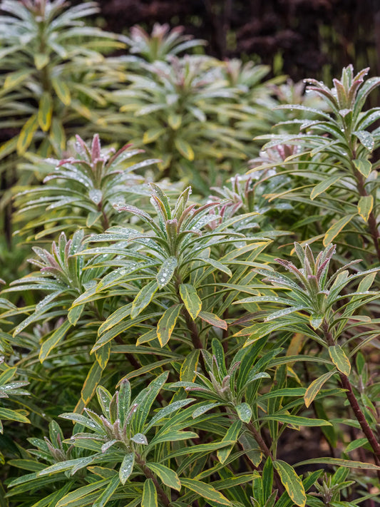Euphorbia × martini 'Ascot Rainbow'PBR - Hardy's Cottage Garden Plants