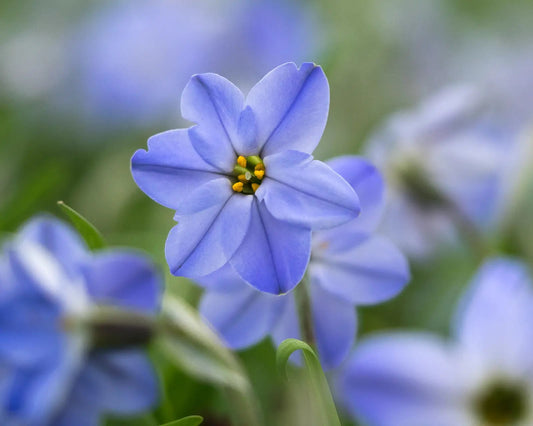Ipheion 'Rolf Fiedler' - Hardy's Cottage Garden Plants