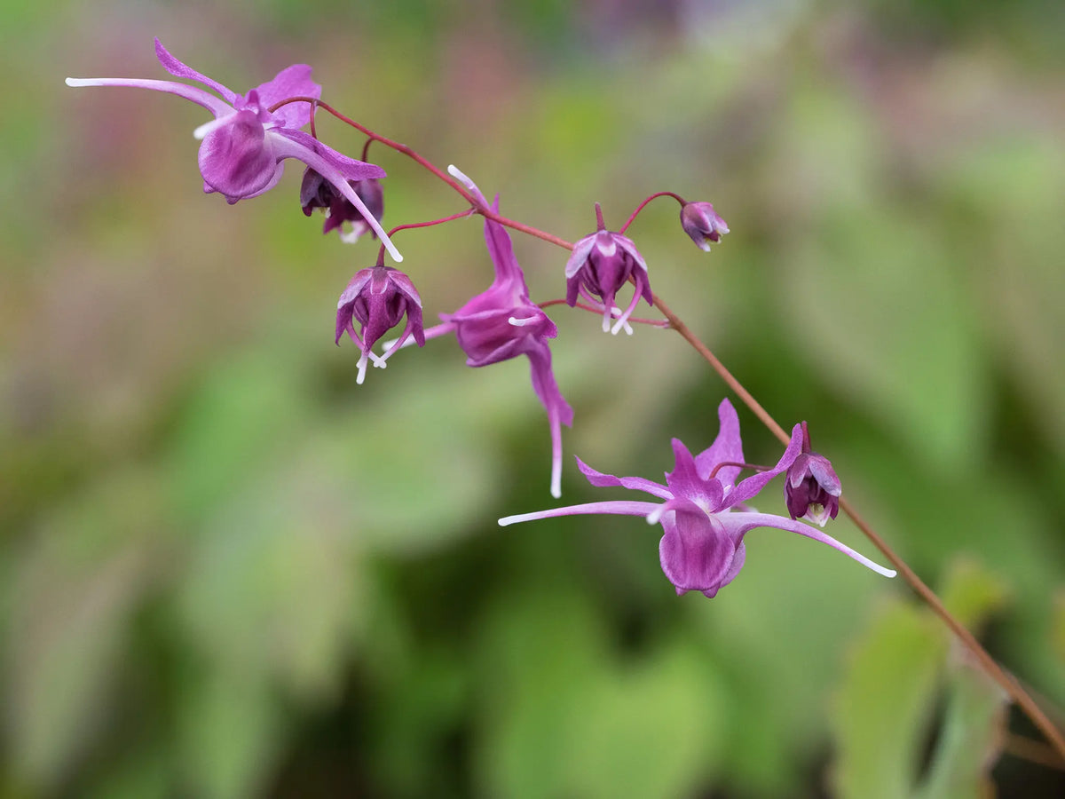 Epimedium grandiflorum 'Lilafee'