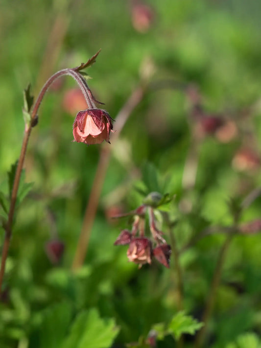Geum rivale - Hardy's Cottage Garden Plants