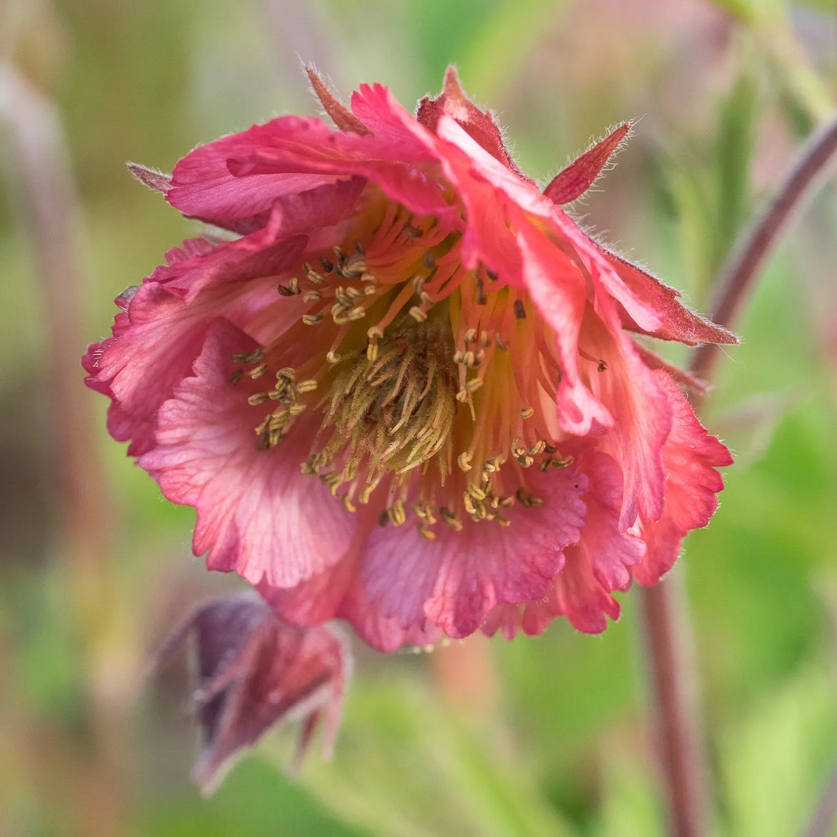 Geum 'Bell Bank' - Hardy's Cottage Garden Plants