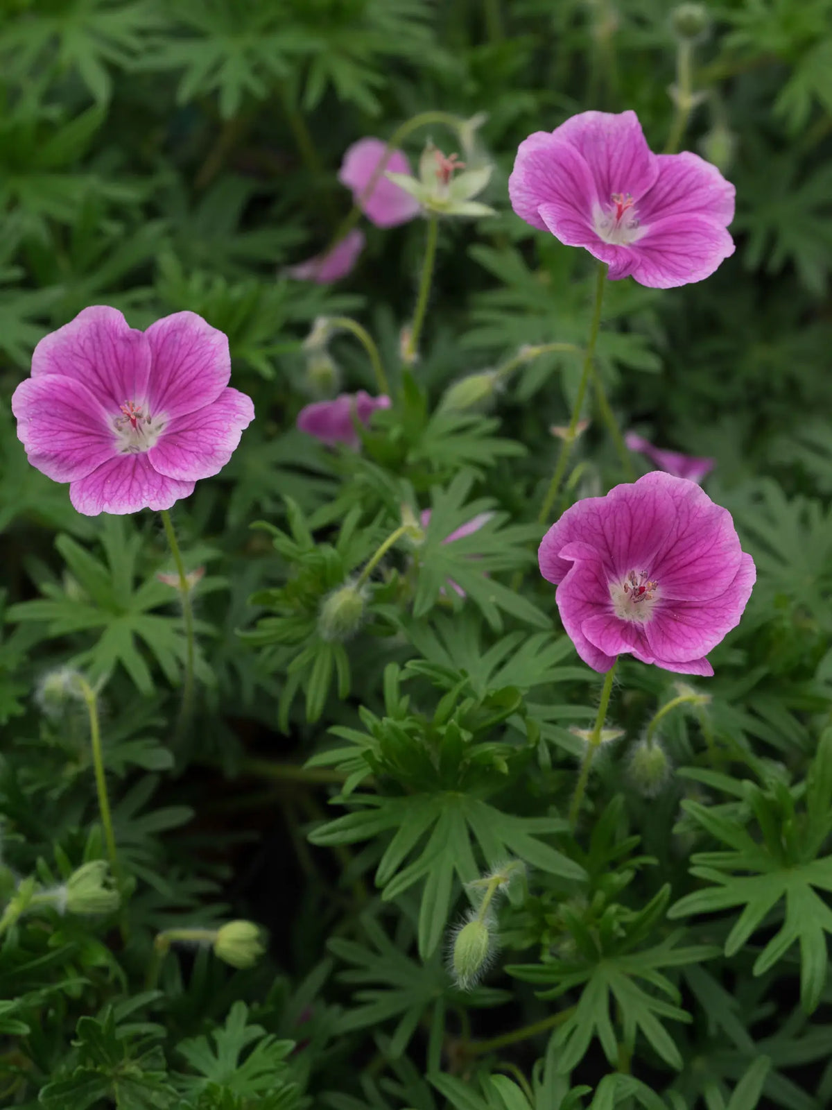 Geranium 'Elke' - Hardy's Cottage Garden Plants