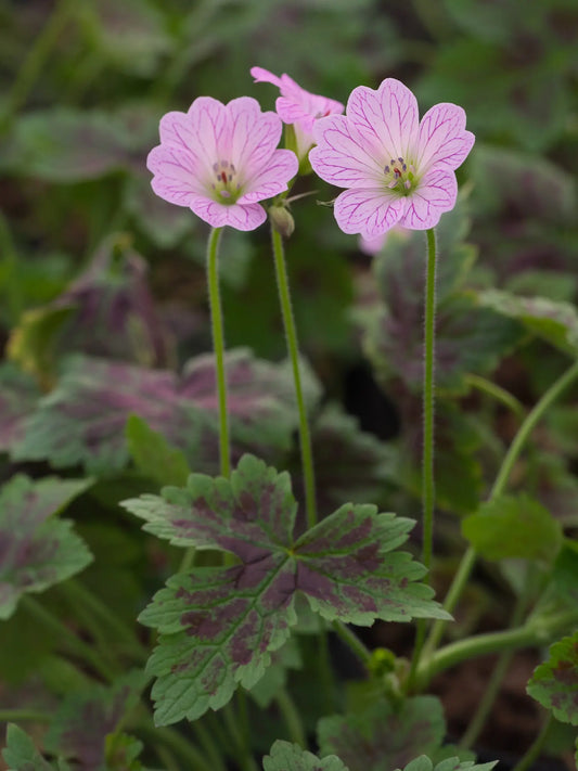 Geranium × oxonianum 'Walter's Gift' - Hardy's Cottage Garden Plants
