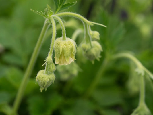 Geum rivale 'Album' - Hardy's Cottage Garden Plants