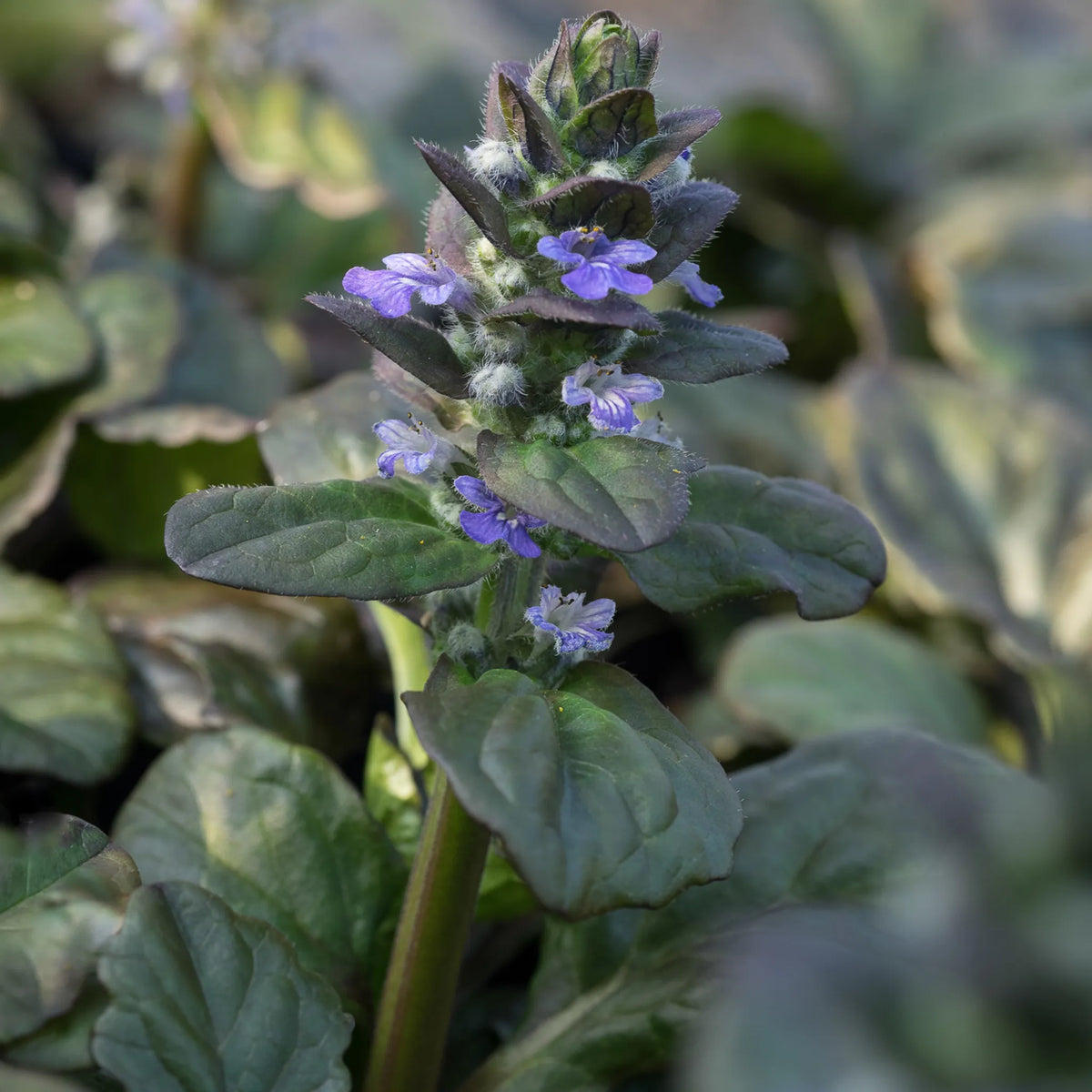 Ajuga reptans 'Catlins Giant' - Hardy's Cottage Garden Plants