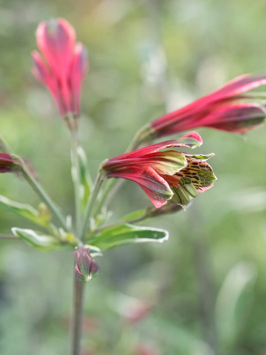Alstroemeria psittacina 'Royal Star' - Hardy's Cottage Garden Plants