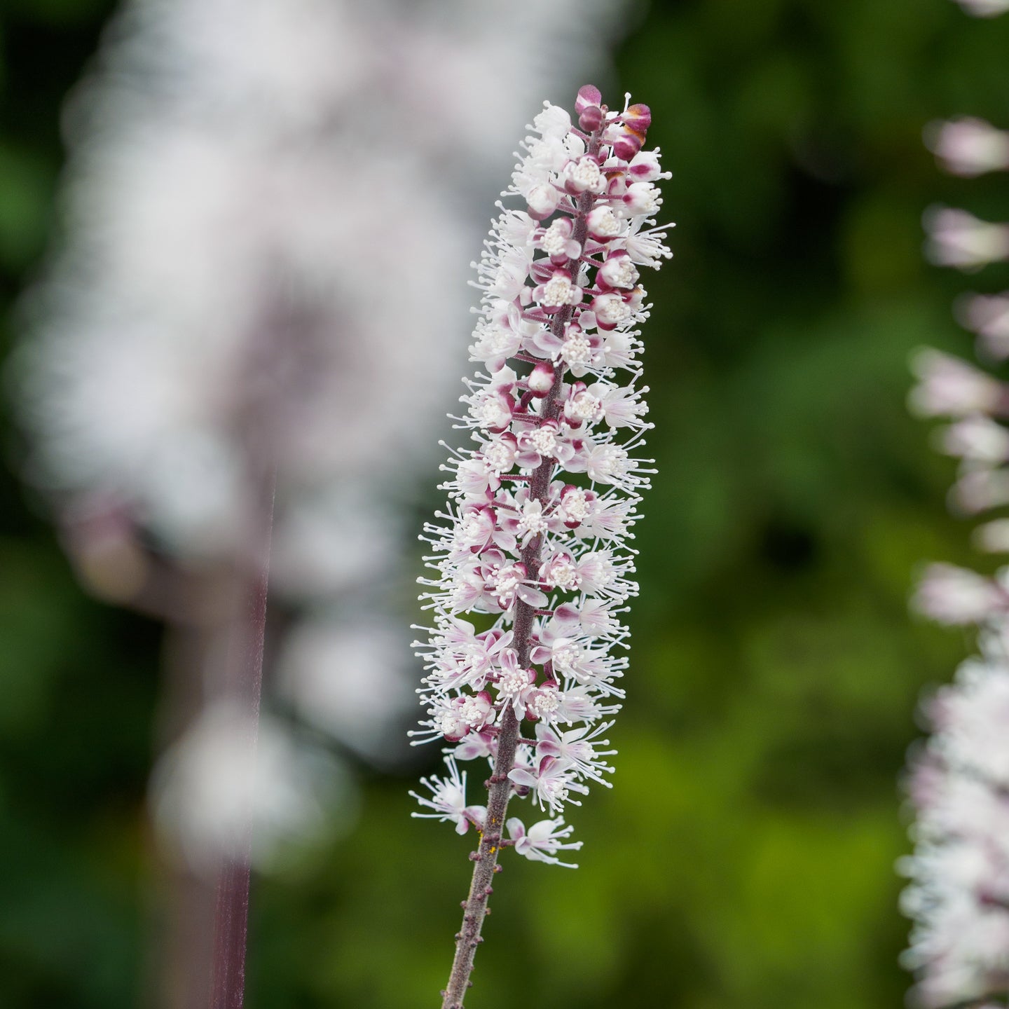 Actaea simplex (Atropurpurea Group) 'James Compton'' - Hardy's Cottage Garden Plants