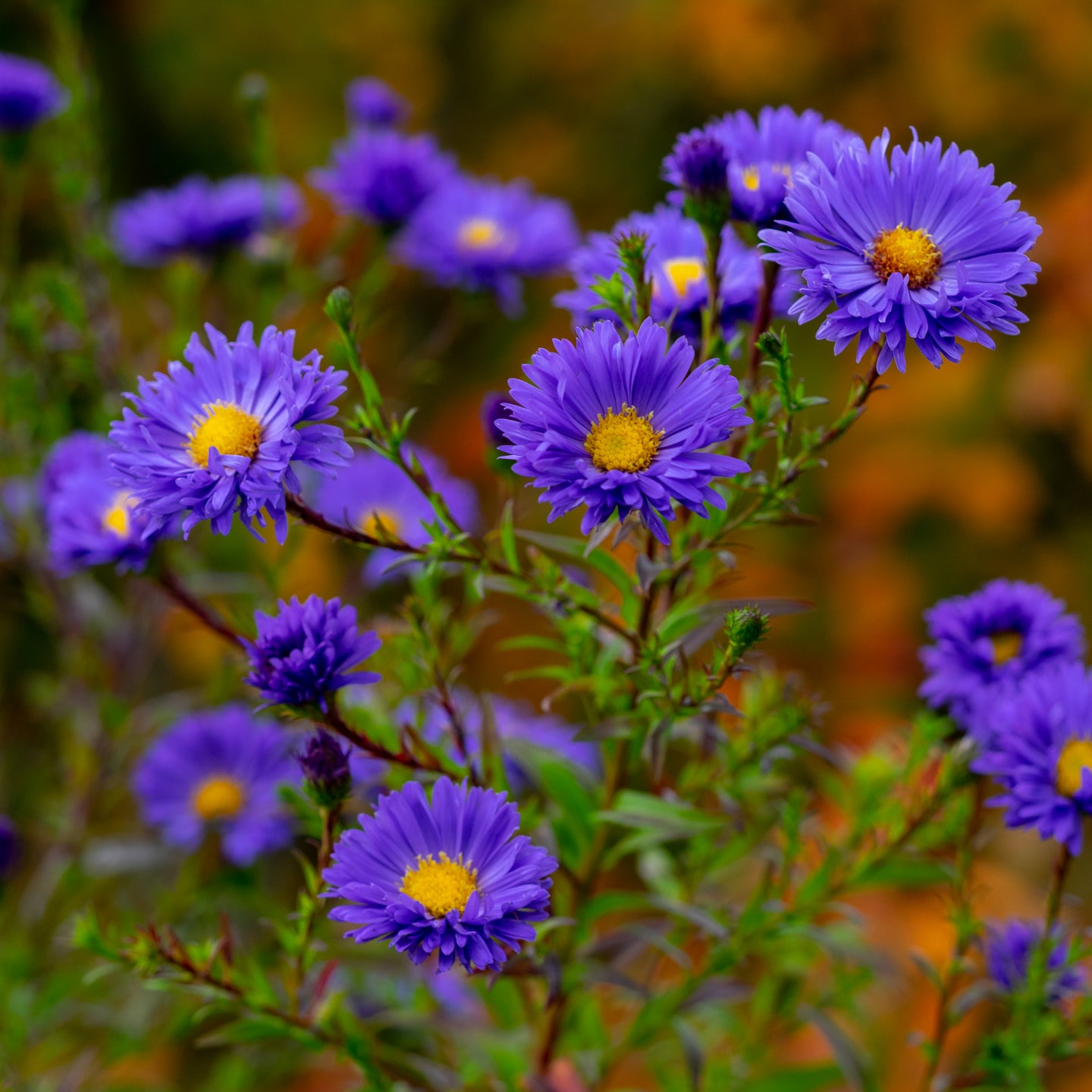 Symphyotrichum novi-belgii 'Davey's True Blue'