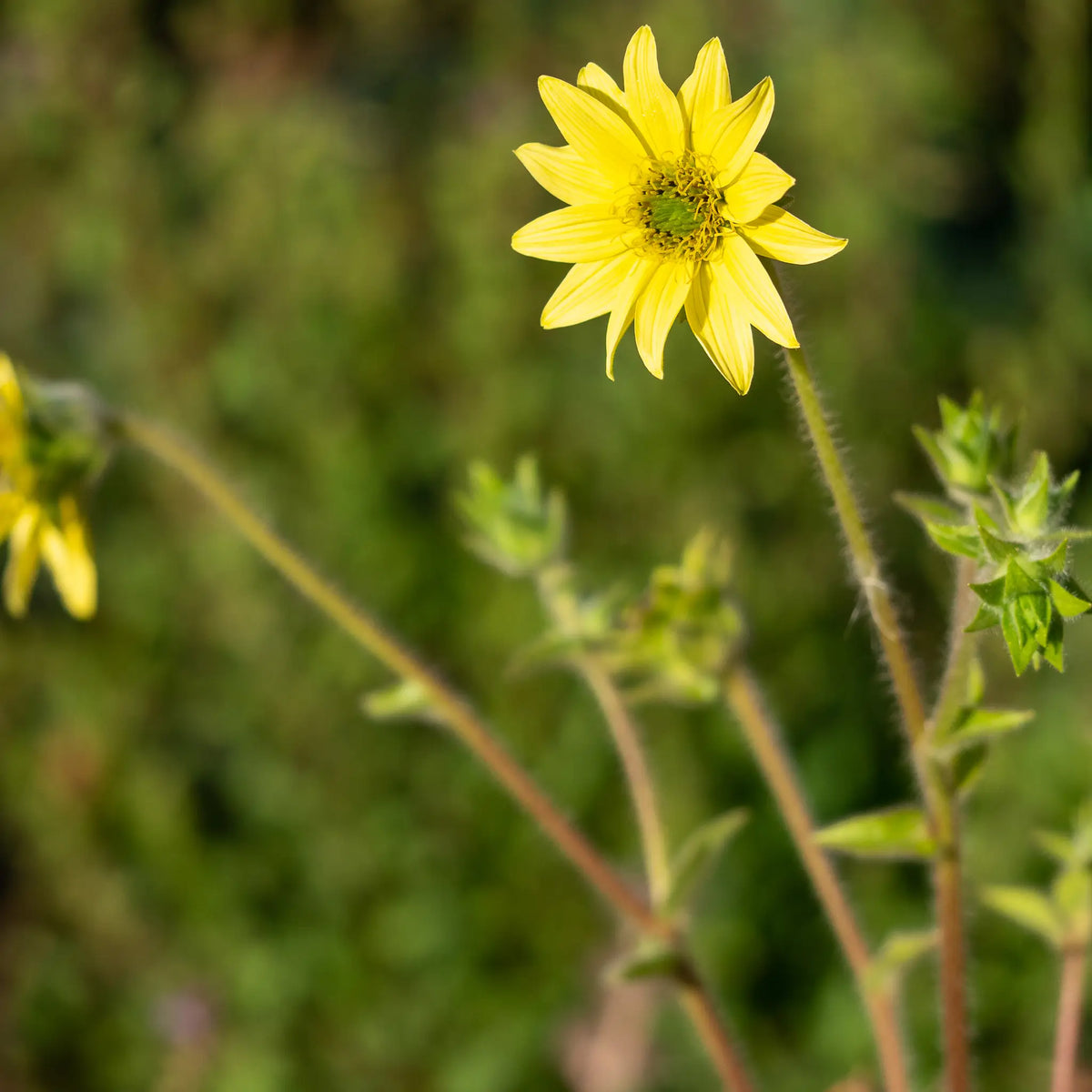 Silphium mohrii - Hardy's Cottage Garden Plants