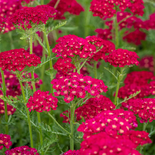 Achillea 'Pomegranate' — compact red yarrow in hot-coloured border, drought tolerant perennial