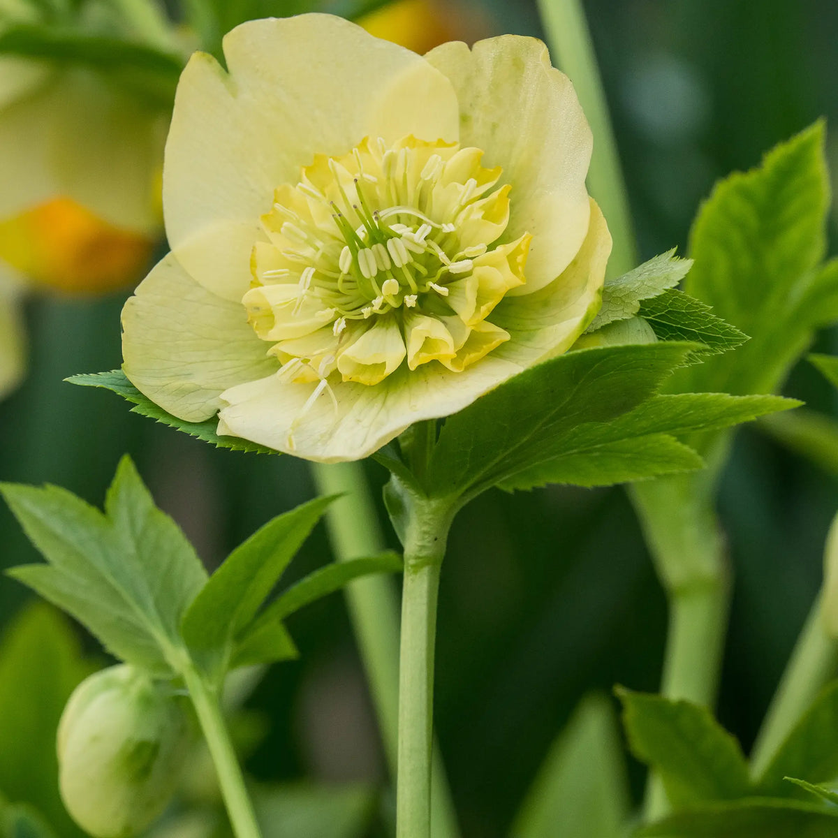 Helleborus × hybridus 'Lucrezia' (ViV Series)