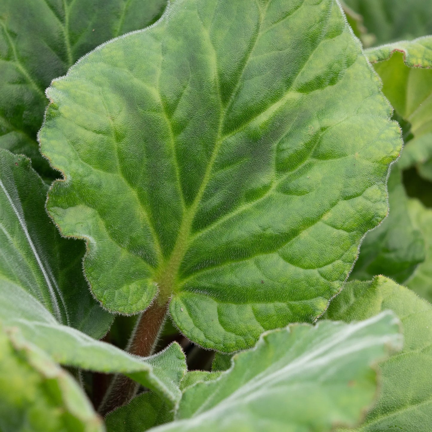 Bergenia ciliata 'Wilton' — large, rounded, hairy leaf showing the distinctive fringed margins