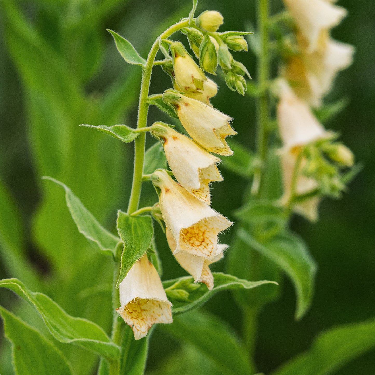 Digitalis grandiflora