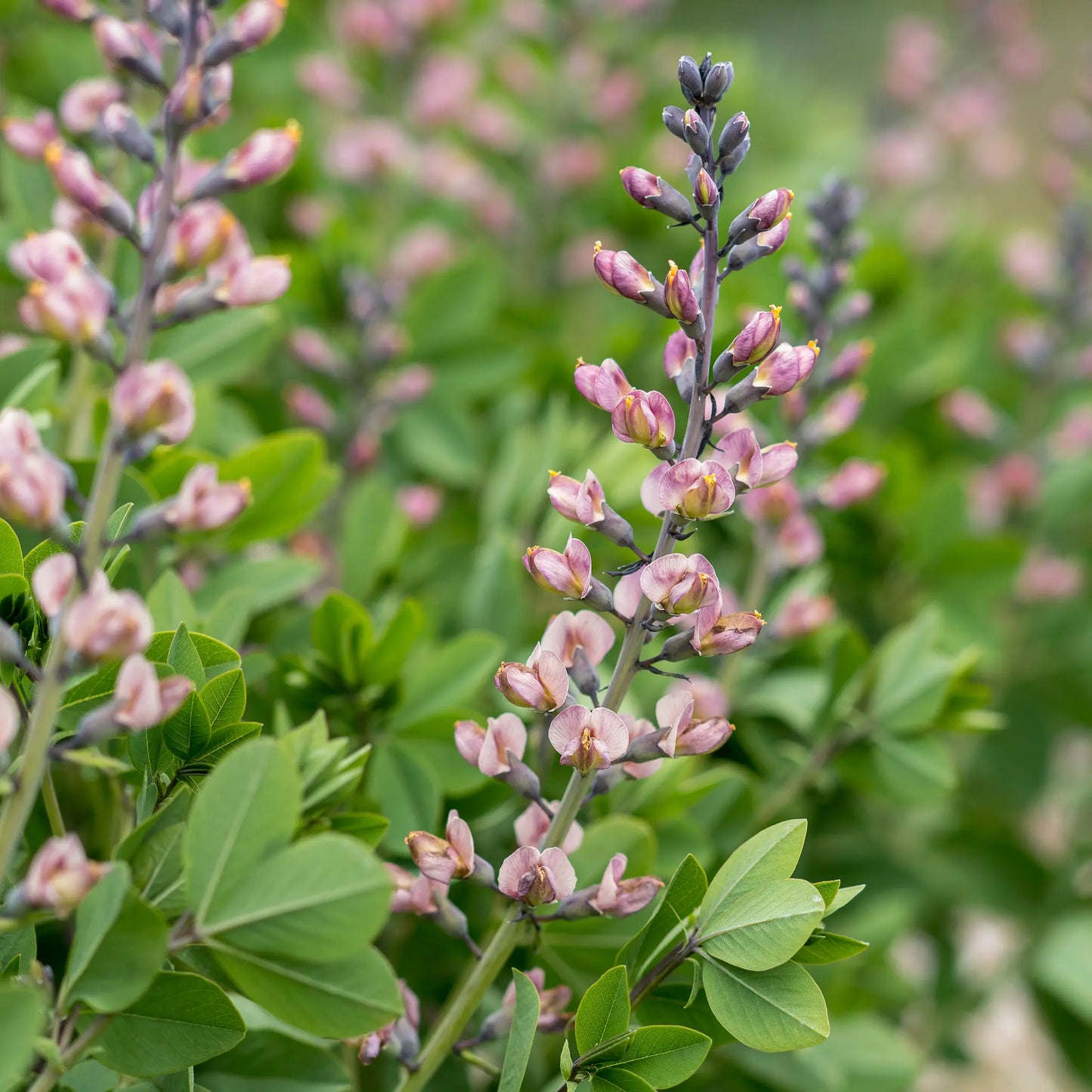 Baptisia 'Pink Truffles' — dusky pink flowers opening from dark purple buds on dark stems, with green foliage