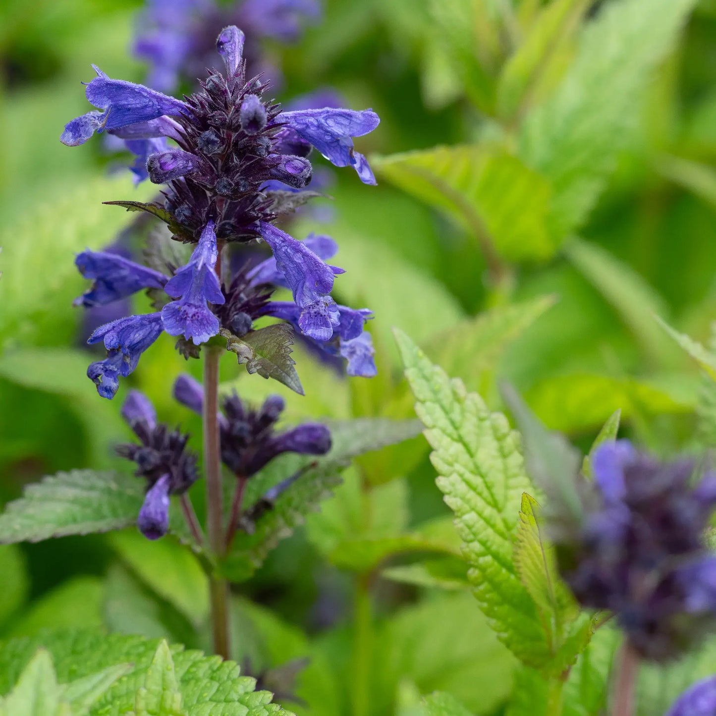 Nepeta Neptune ('Bokratune') in flower, showing its compact bushy habit with purple-blue flower spikes