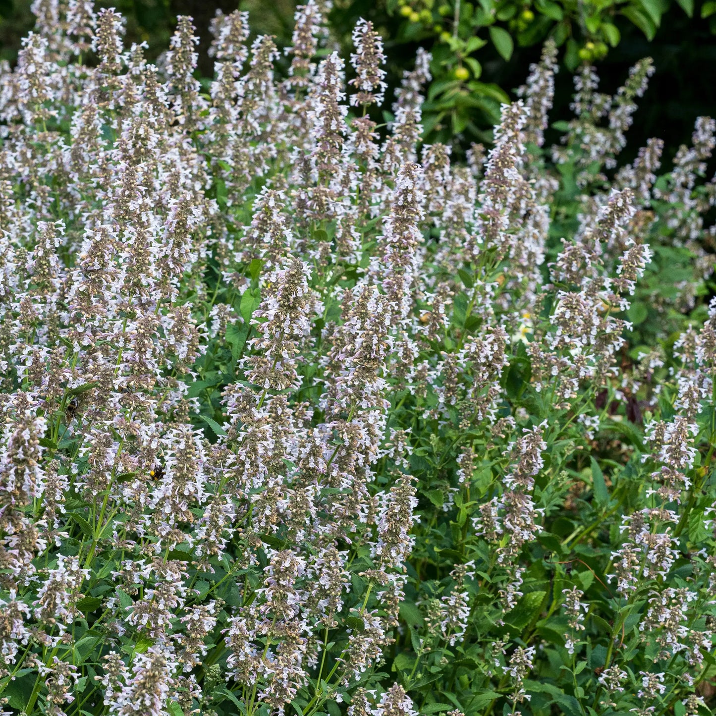 Nepeta grandiflora 'Dawn to Dusk' showing upright habit with pink flower spikes and grey-green foliage
