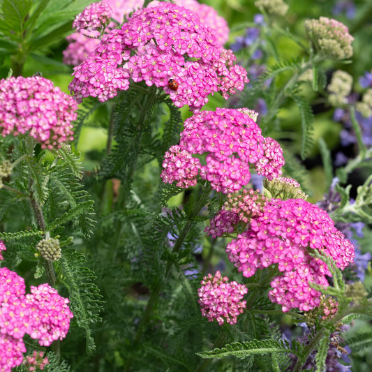 Achillea 'Apfelblute' in a summer border with feathery green foliage, pink flower clusters and a ladybird, with blue flowers behind