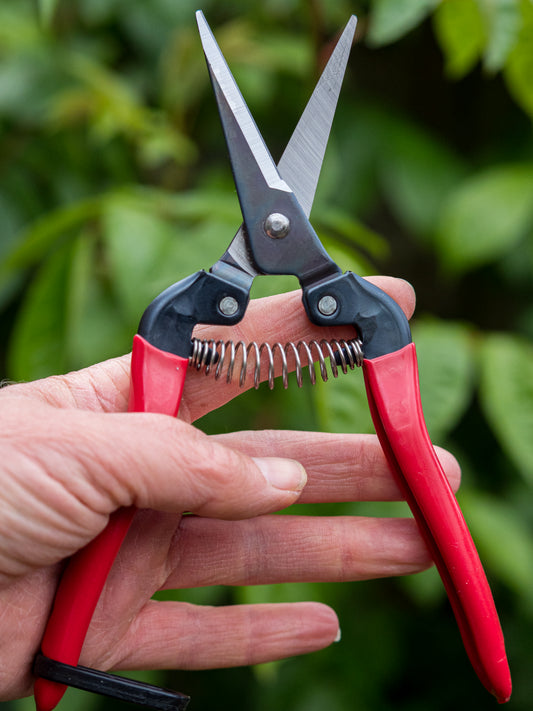 POINTED FRUIT PRUNERS ARS 300L - Hardy's Cottage Garden Plants