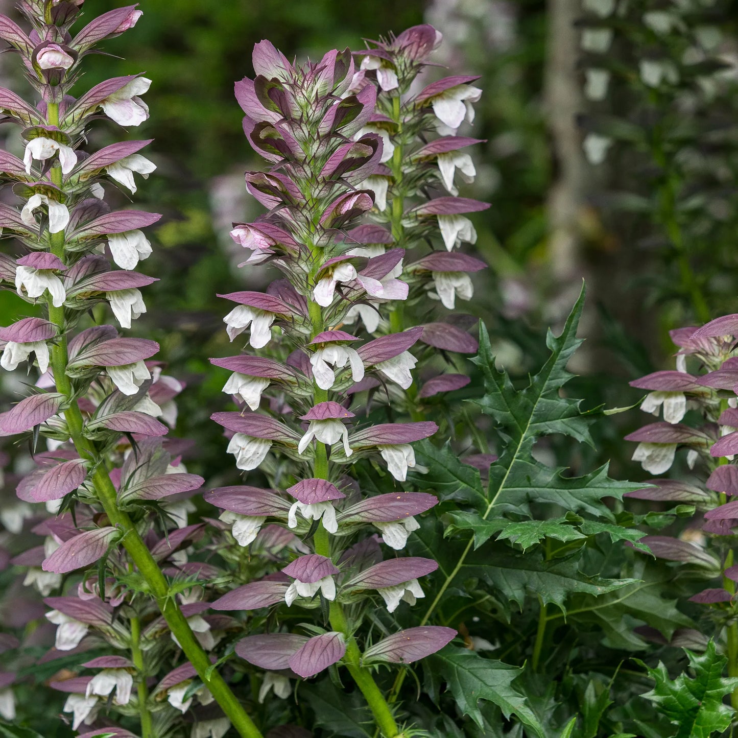 Acanthus spinosus flower spikes with white blooms and purple bracts above dark green divided foliage