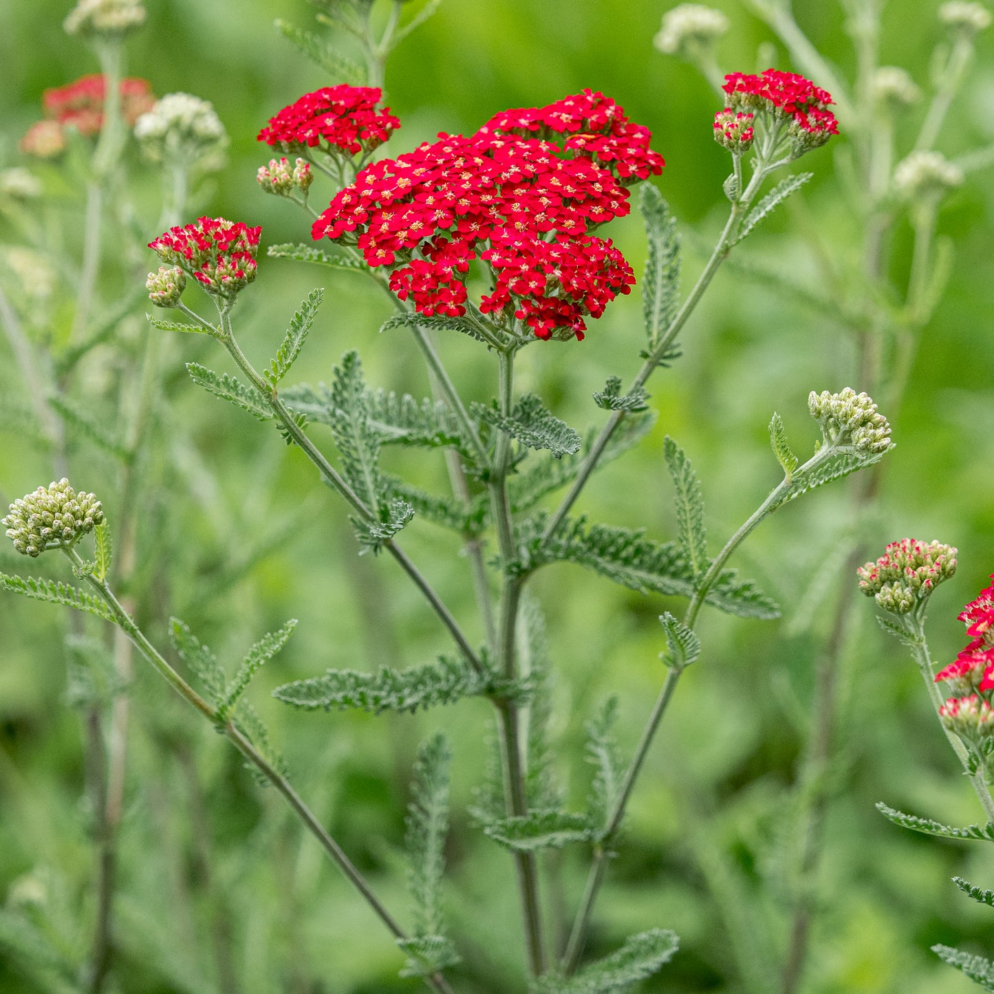 Achillea 'Fanal'