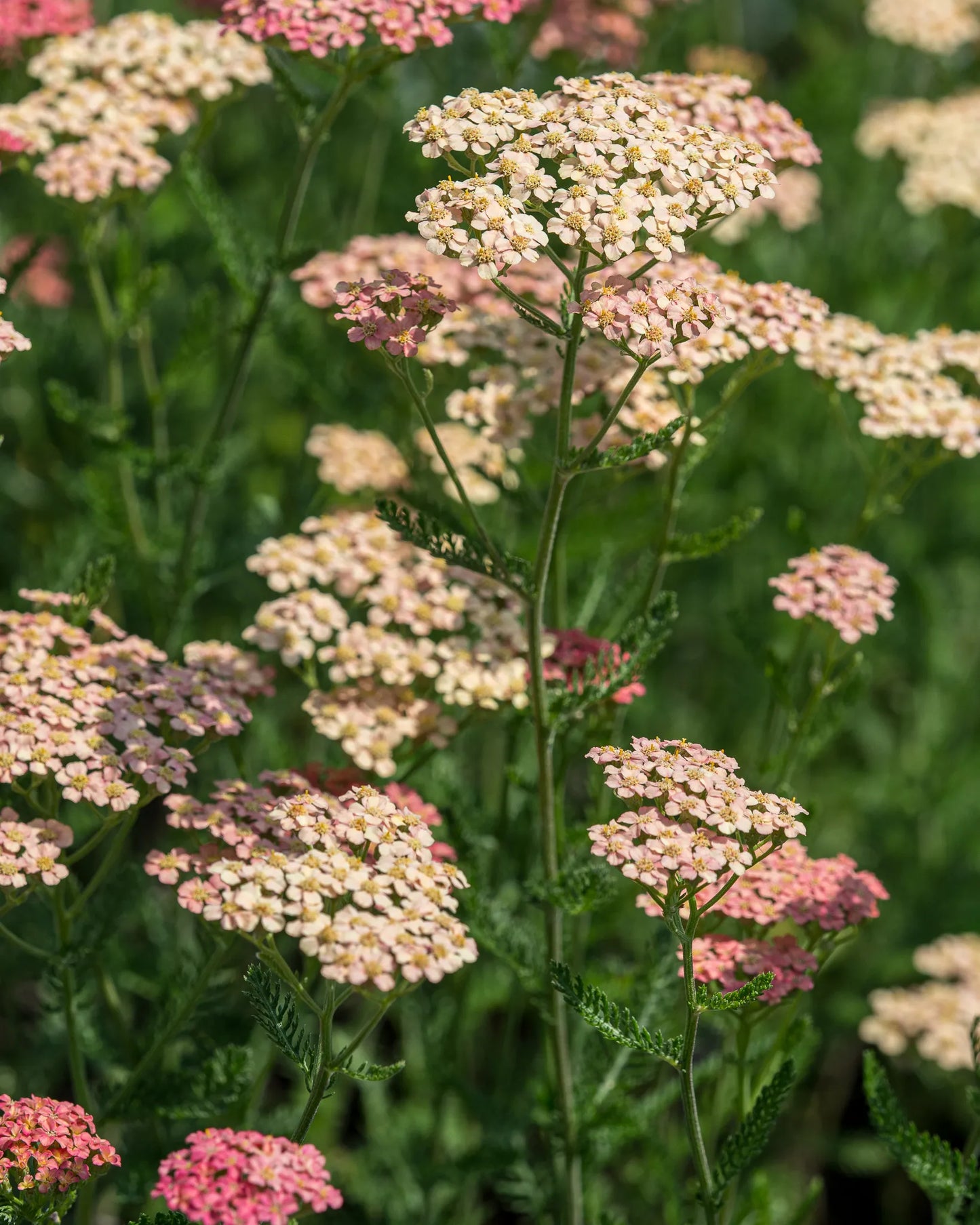 Achillea 'Lachsschonheit' – gently domed clusters of salmon-pink flowers fading to cream over ferny mid-green foliage