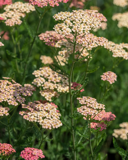Achillea 'Lachsschonheit' – gently domed clusters of salmon-pink flowers fading to cream over ferny mid-green foliage