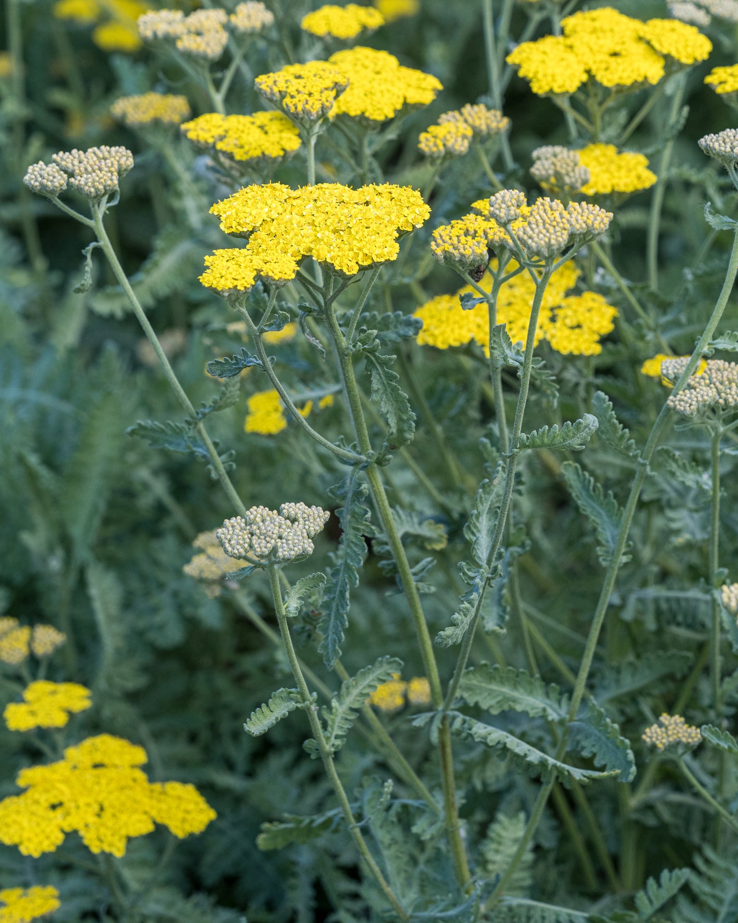 Achillea 'Moonshine'