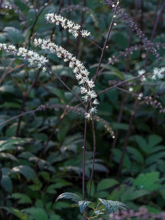 Actaea 'Queen of Sheba' PBR - Hardy's Cottage Garden Plants