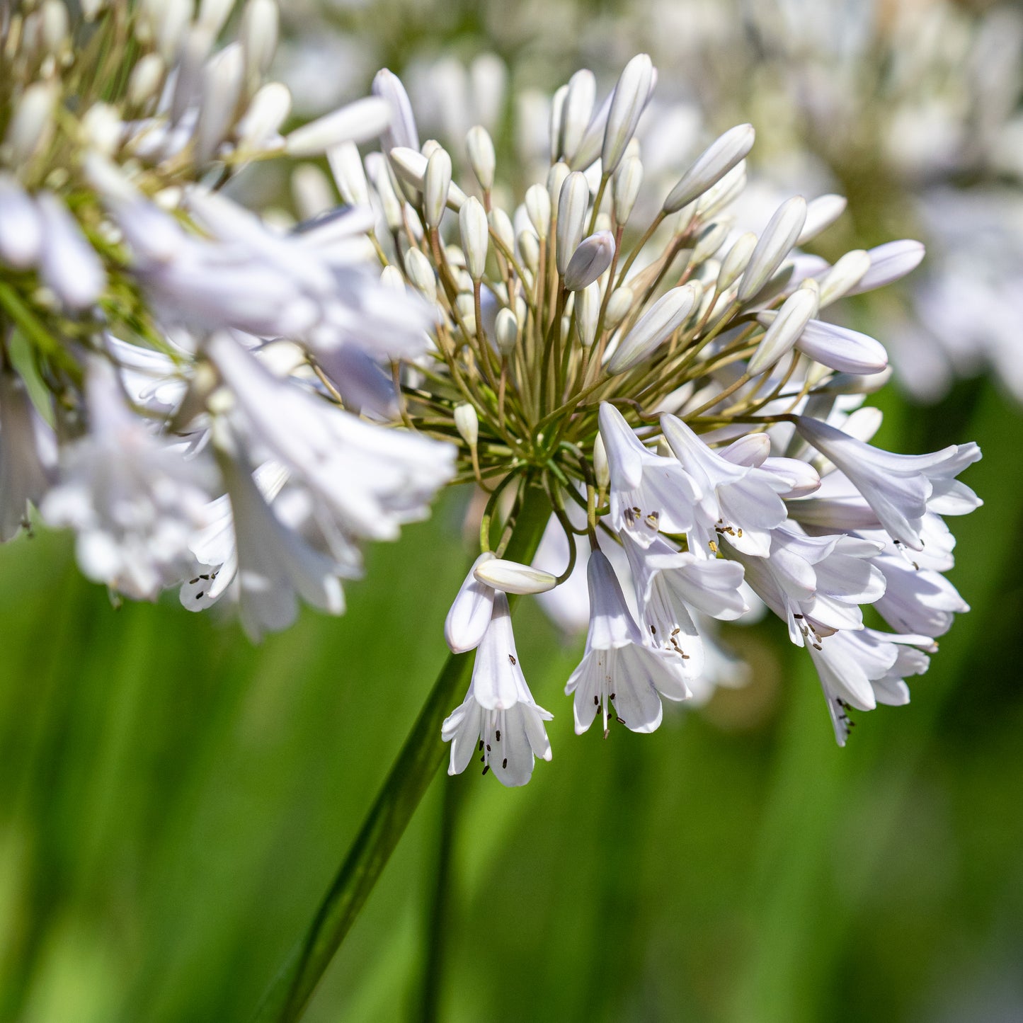 Agapanthus 'Windsor Grey' - Hardy's Cottage Garden Plants
