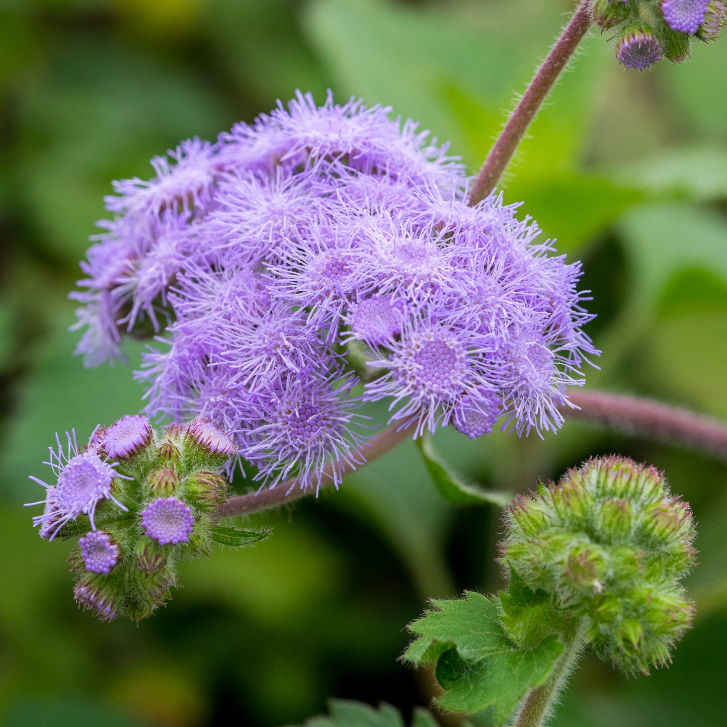 Ageratum petiolatum