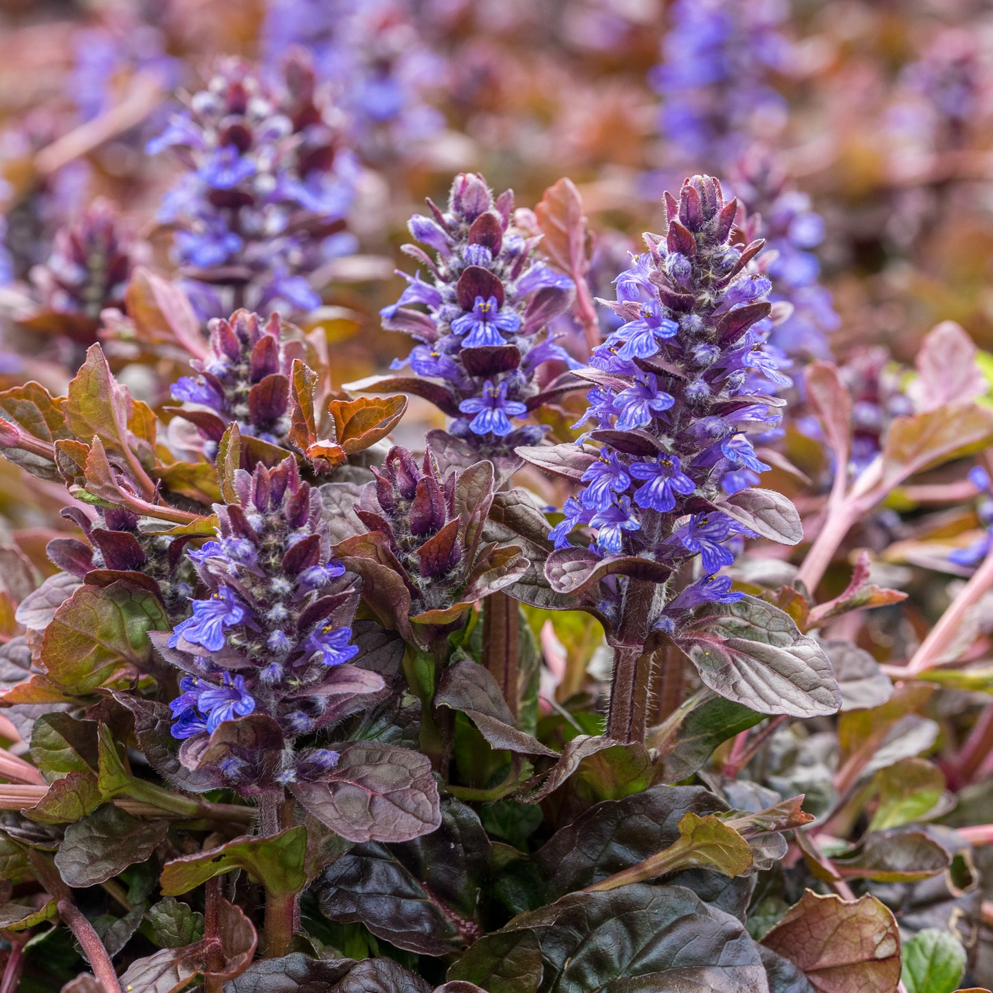 Ajuga reptans 'Braunherz' - Hardy's Cottage Garden Plants
